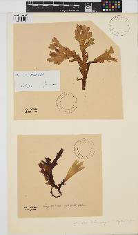 Image of Hymenena flabelligera