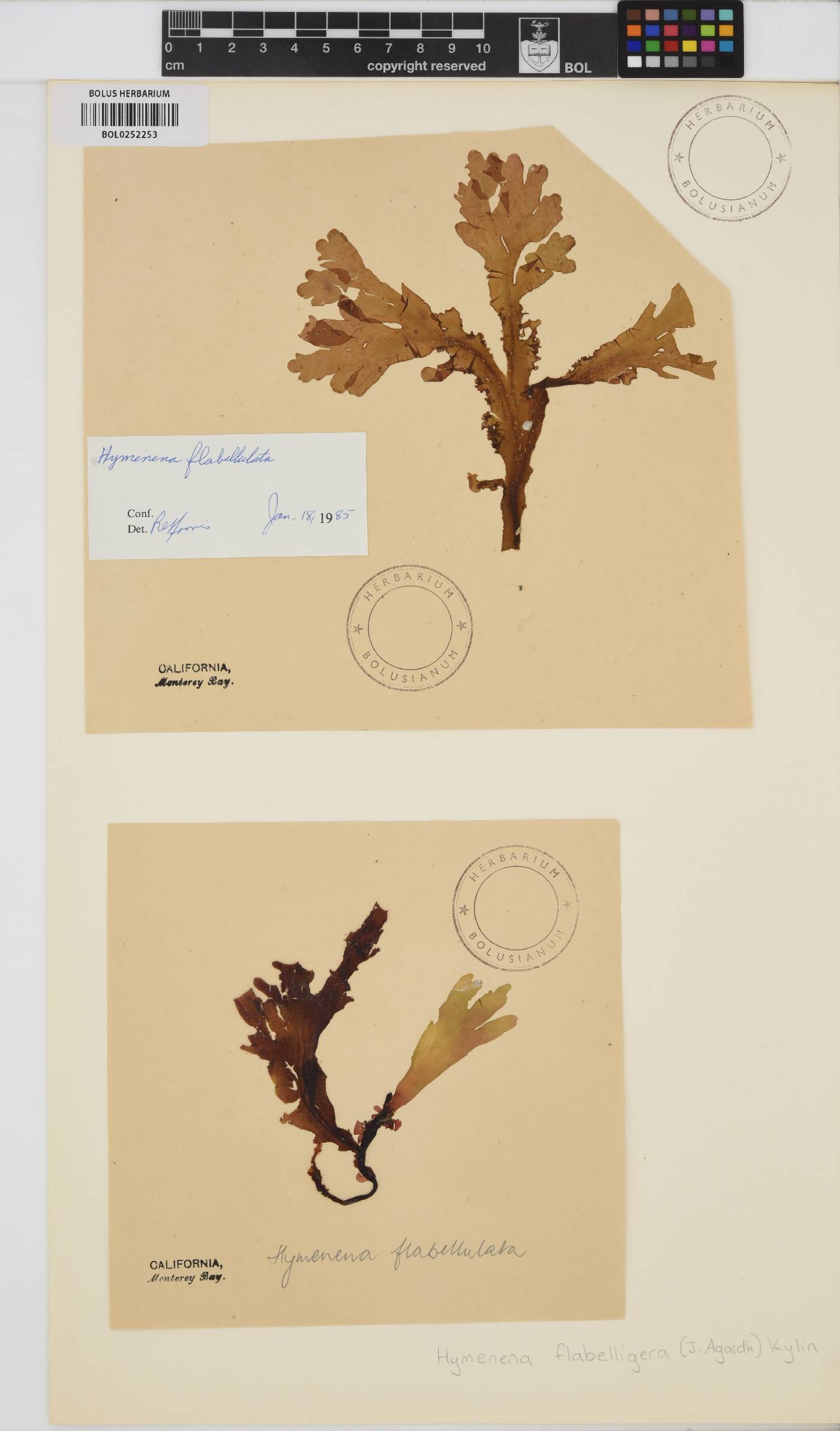 Hymenena flabelligera image