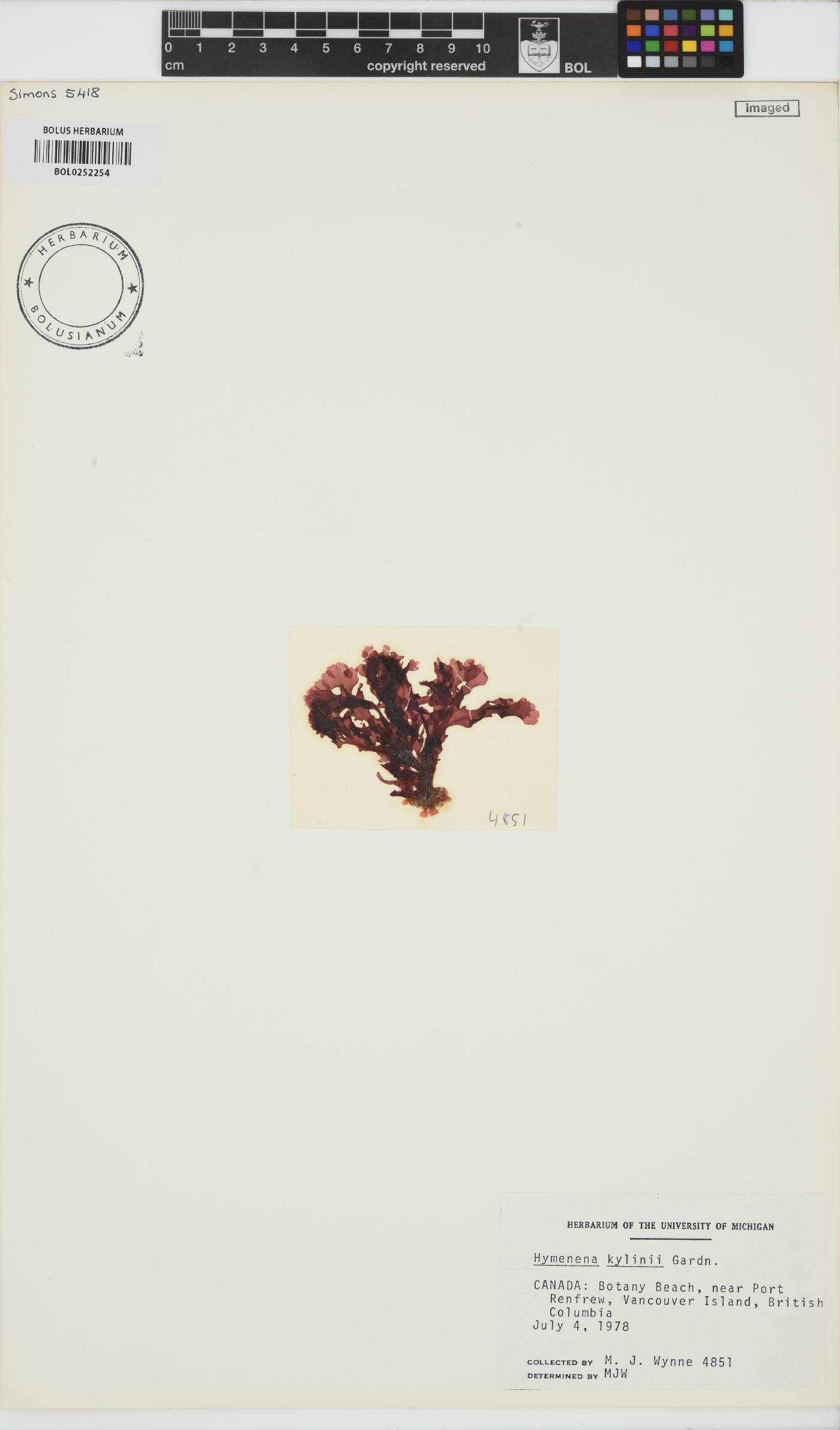 Hymenena flabelligera image