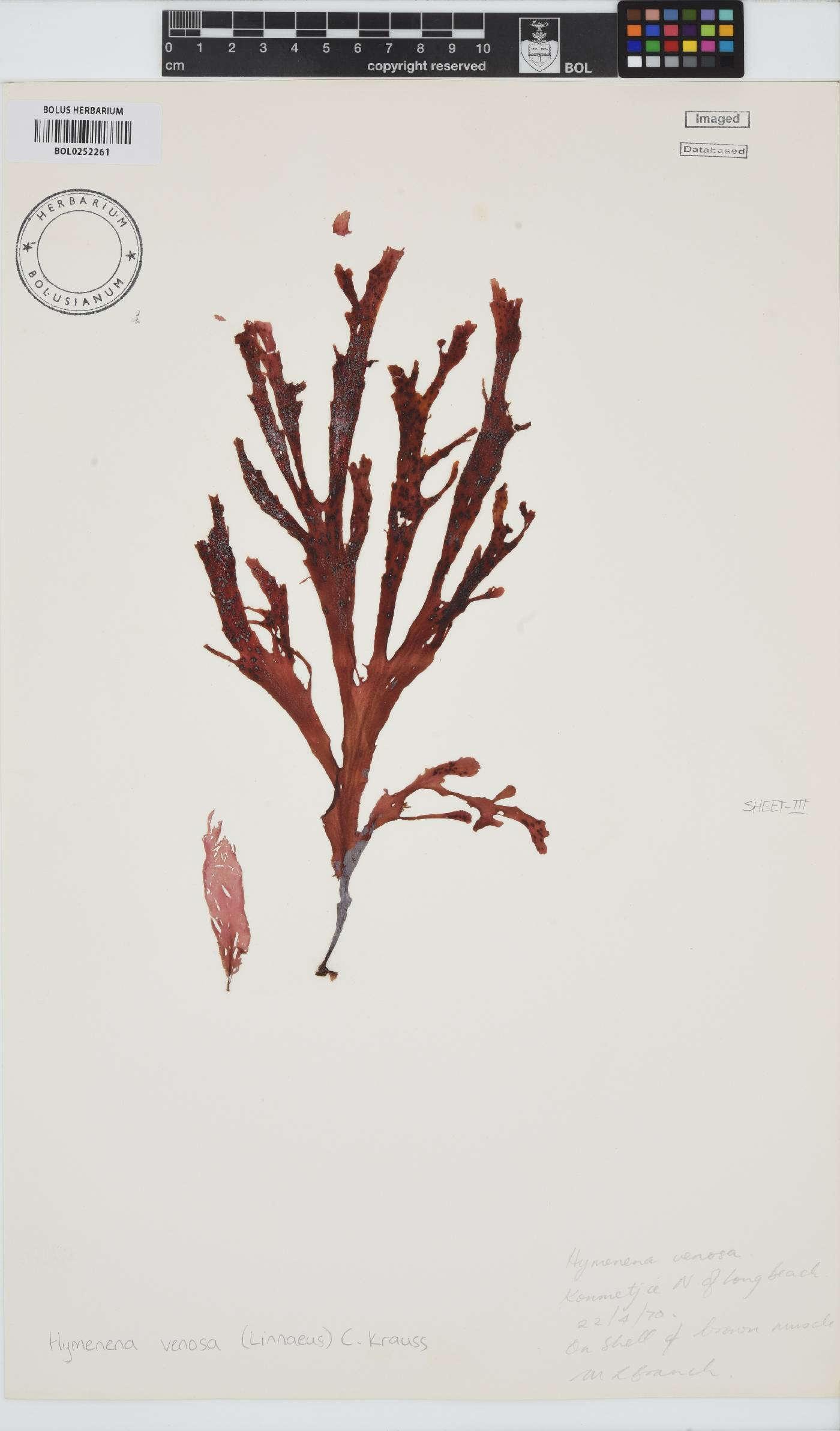 Hymenena venosa image