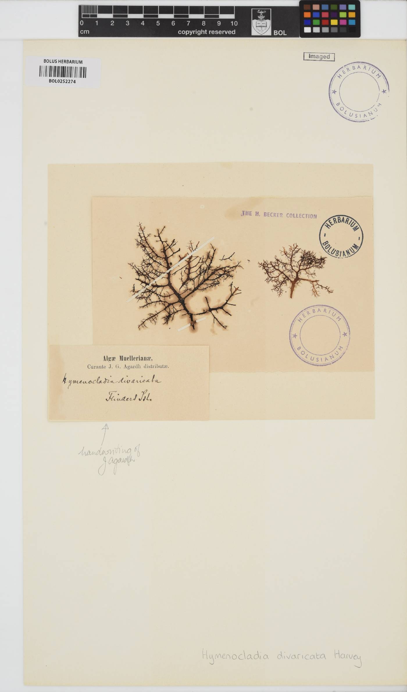 Hymenocladia divaricata image
