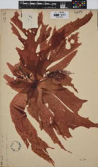 Hymenocladia kallymenioides image