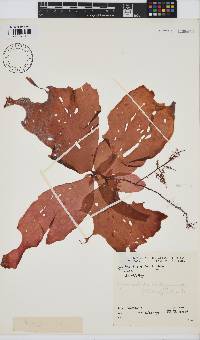 Hymenocladia kallymenioides image