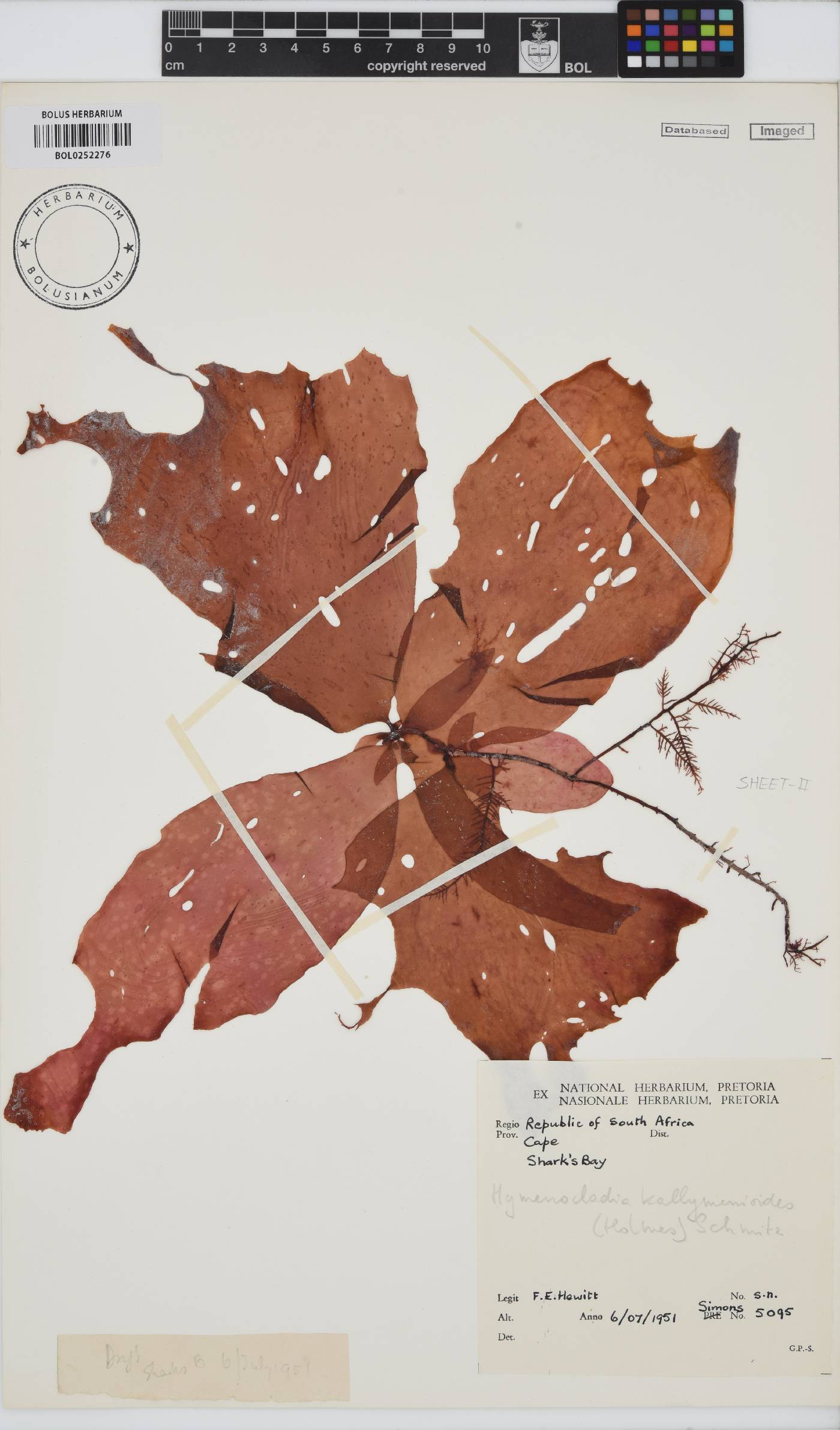 Hymenocladia image