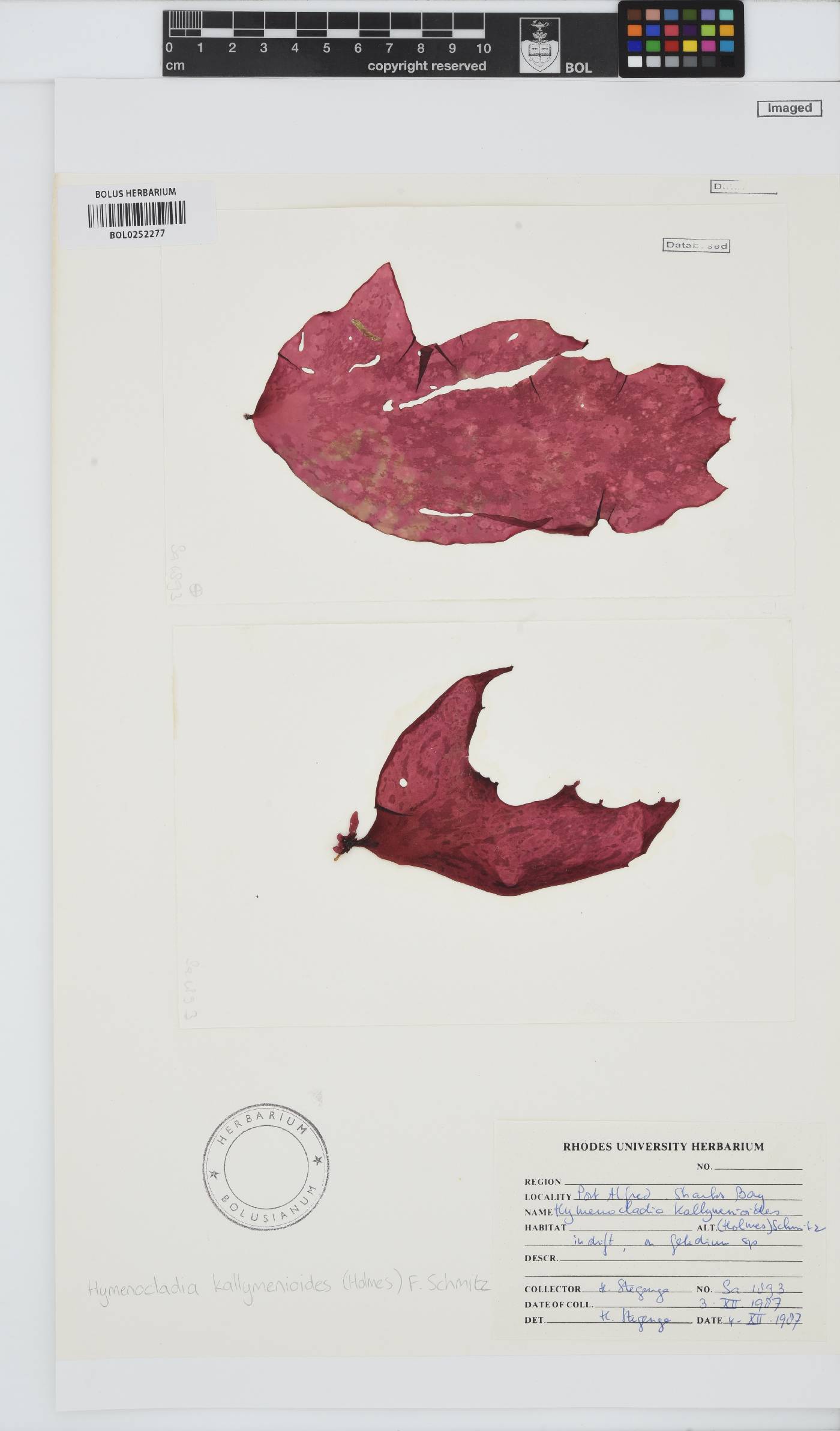 Hymenocladia image