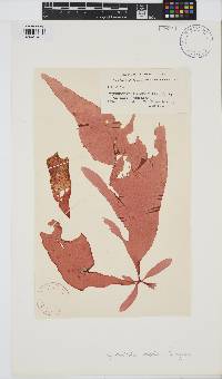 Hymenocladia chondricola image