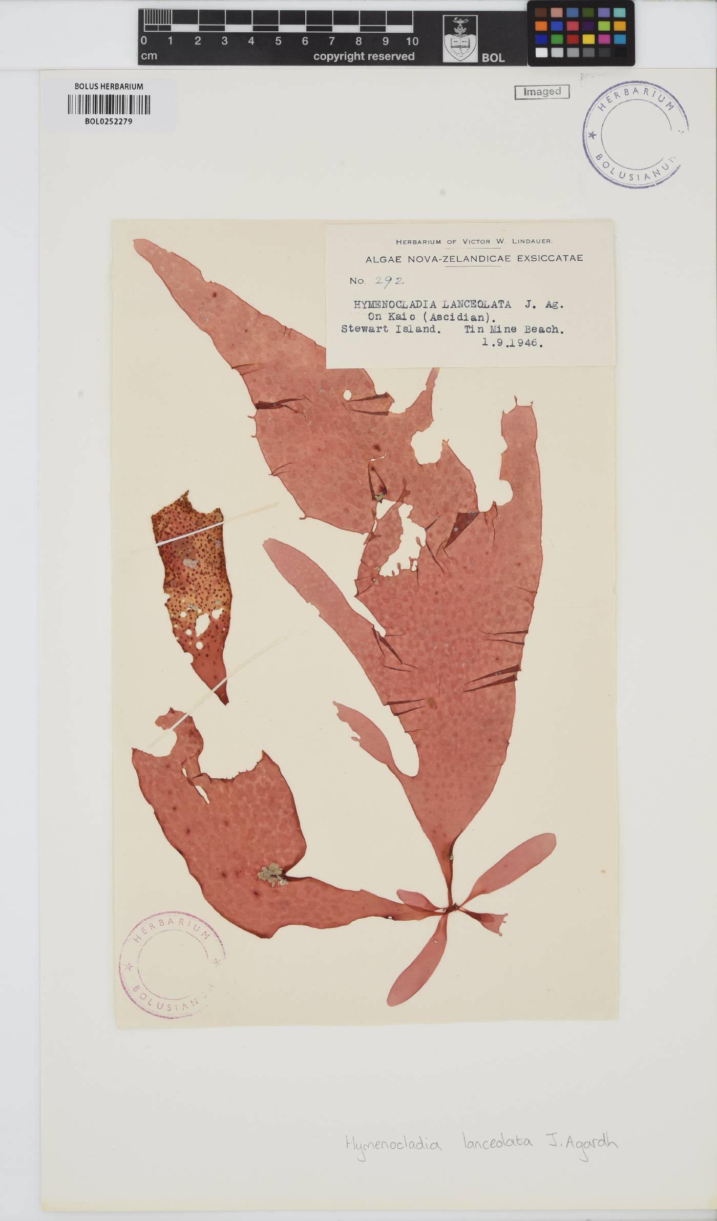 Hymenocladia chondricola image