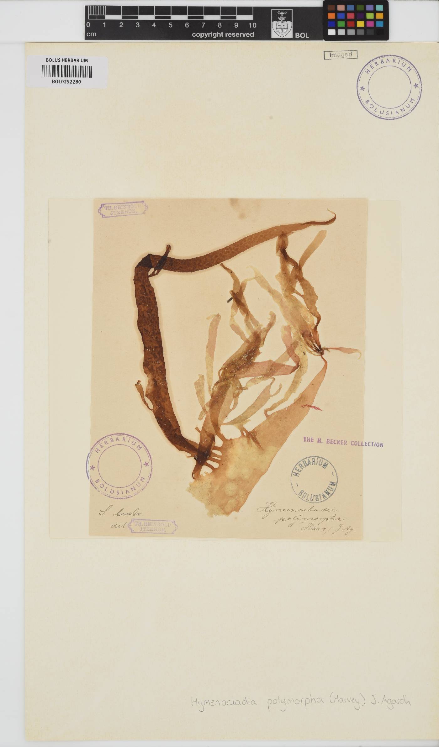 Hymenocladia chondricola image