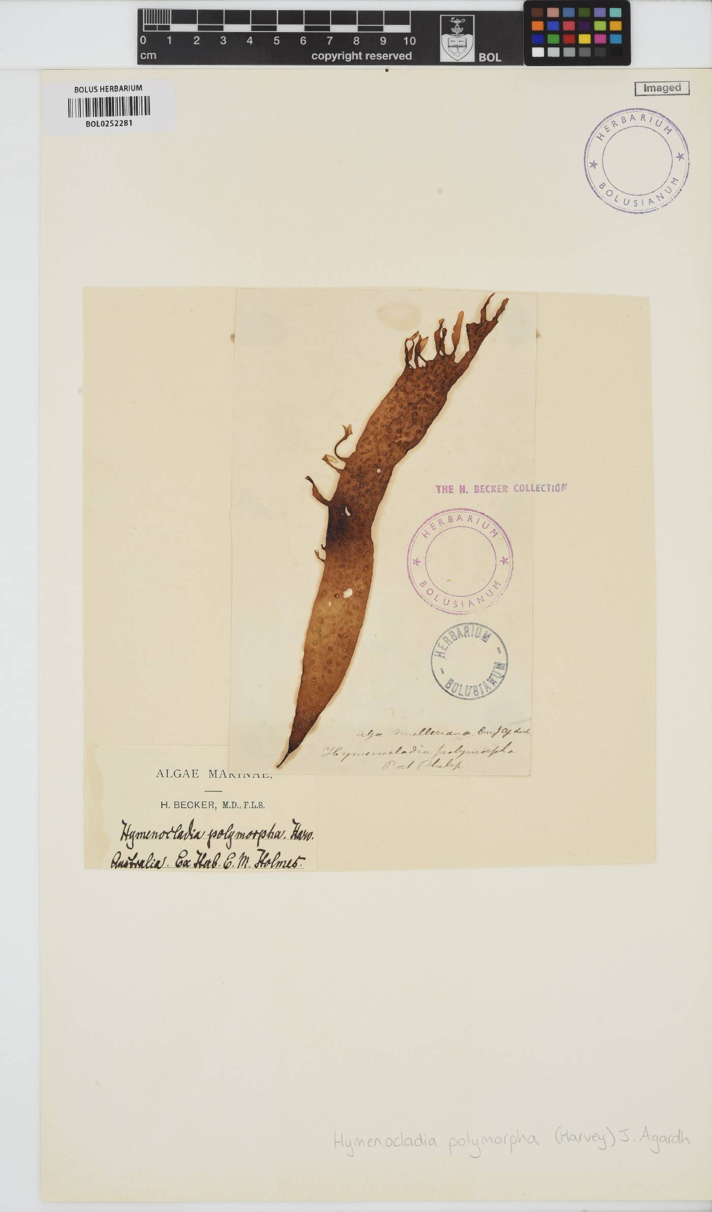 Hymenocladiaceae image