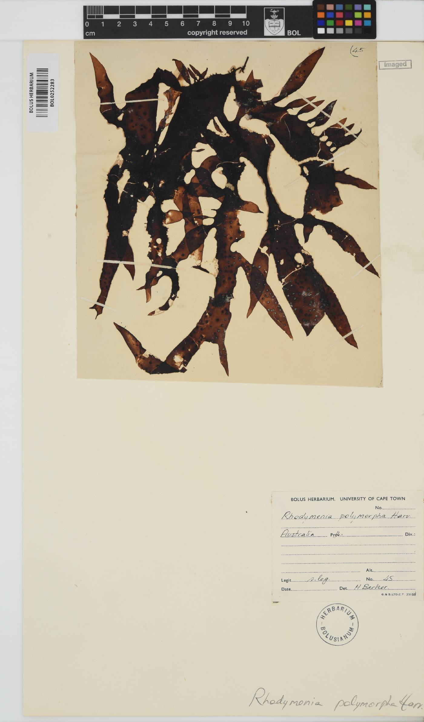 Hymenocladia chondricola image