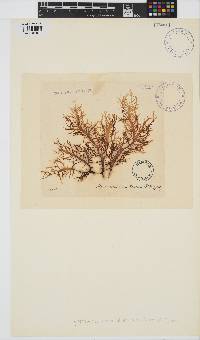 Image of Hymenocladia usnea