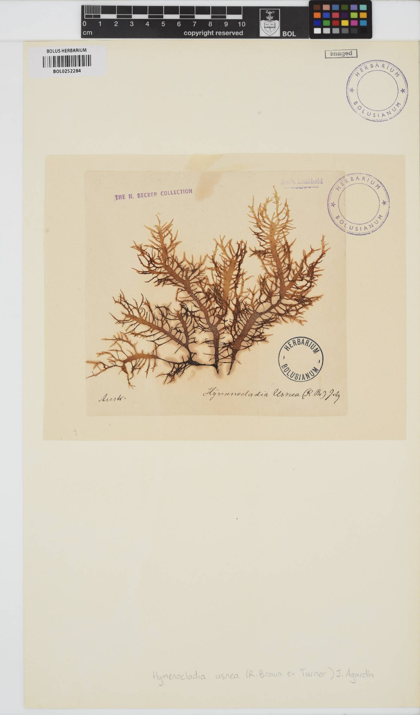 Hymenocladia usnea image