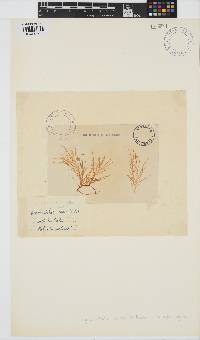 Hymenocladia usnea image