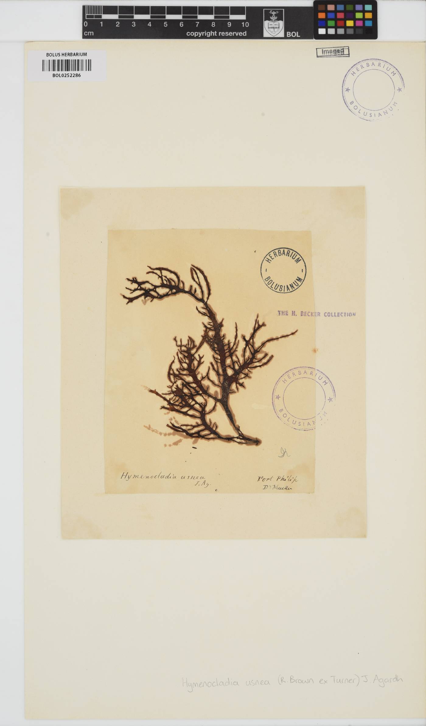 Hymenocladia usnea image