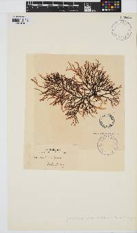 Hymenocladia usnea image