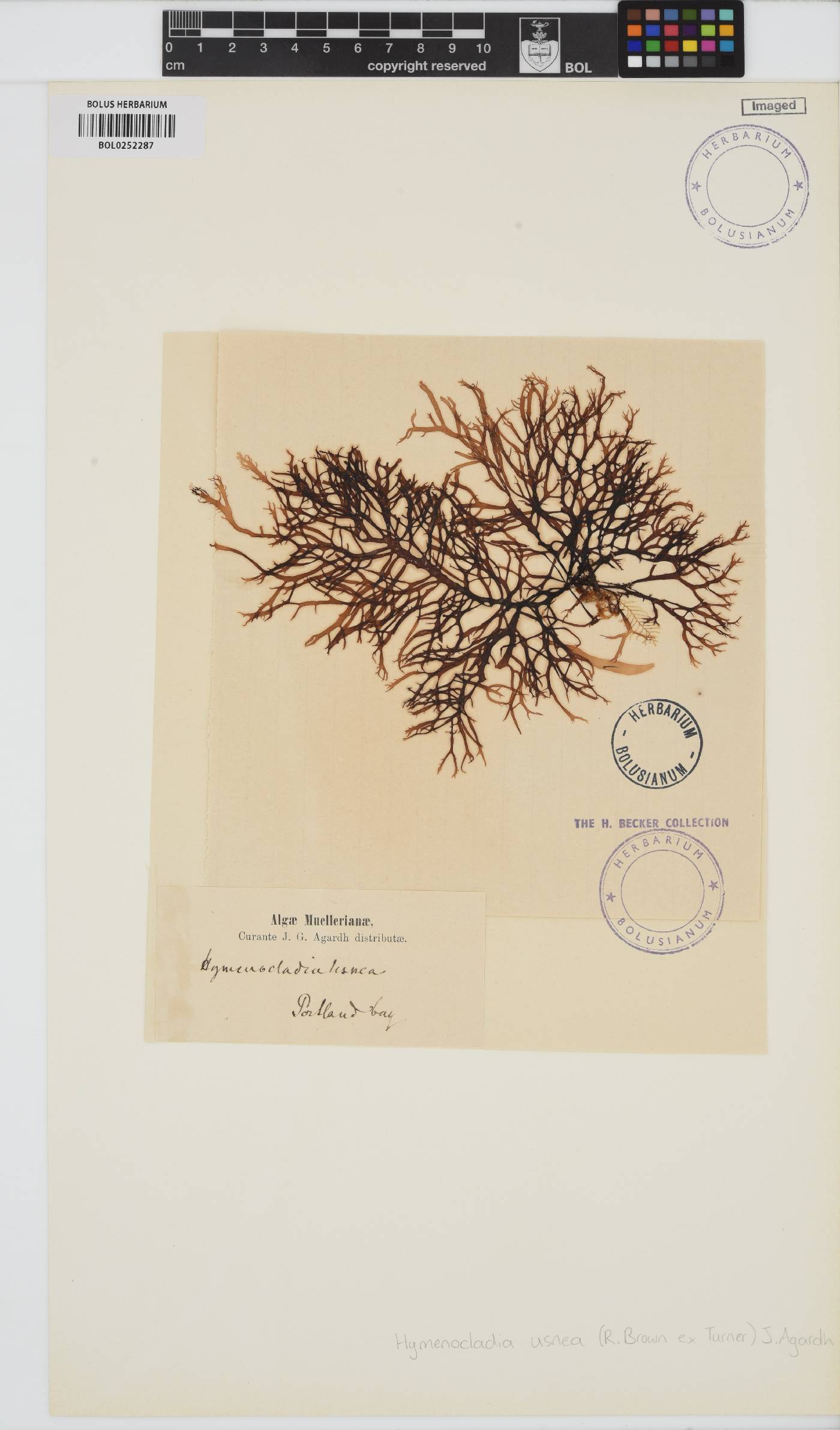 Hymenocladia image