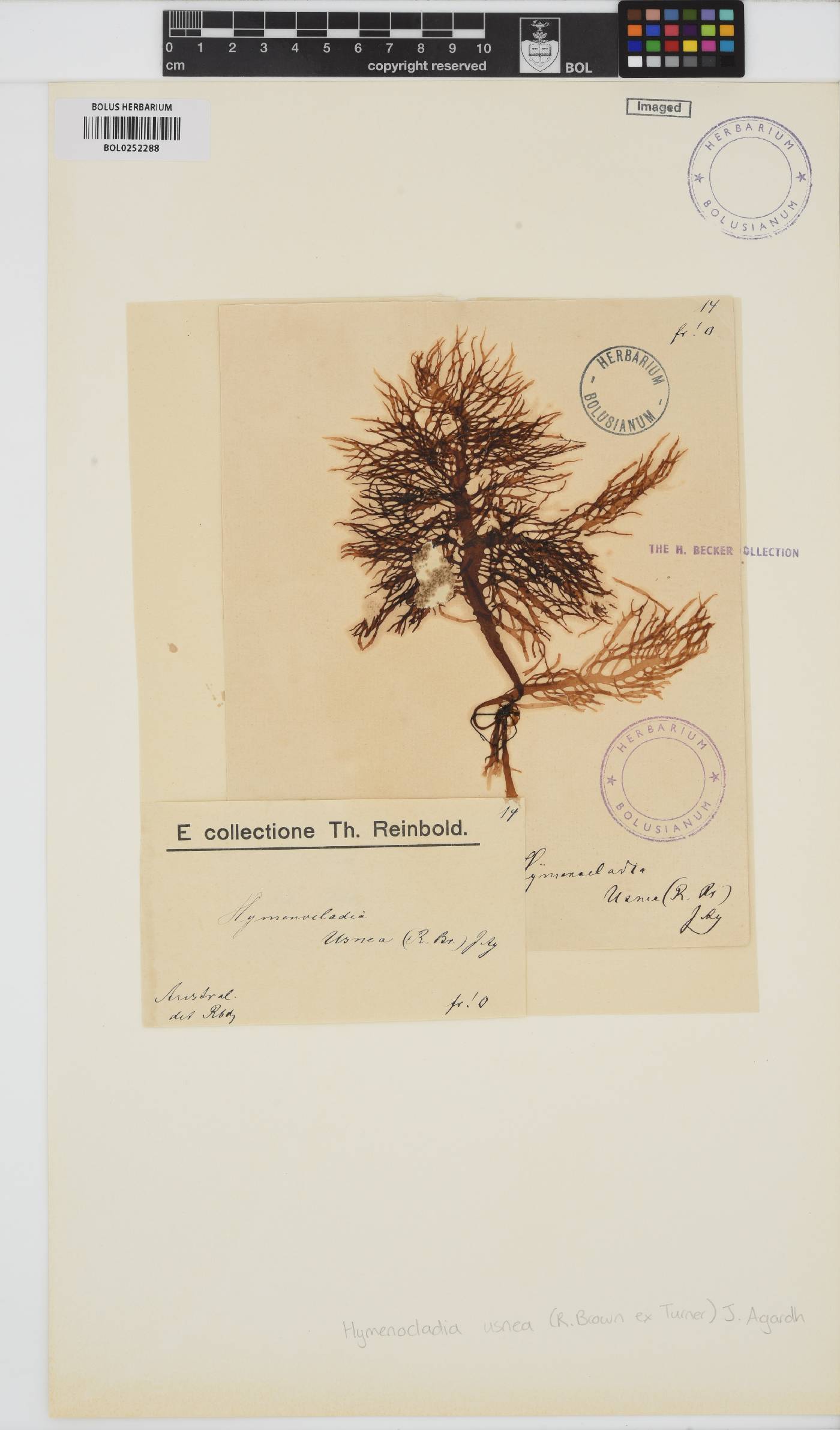 Hymenocladia usnea image