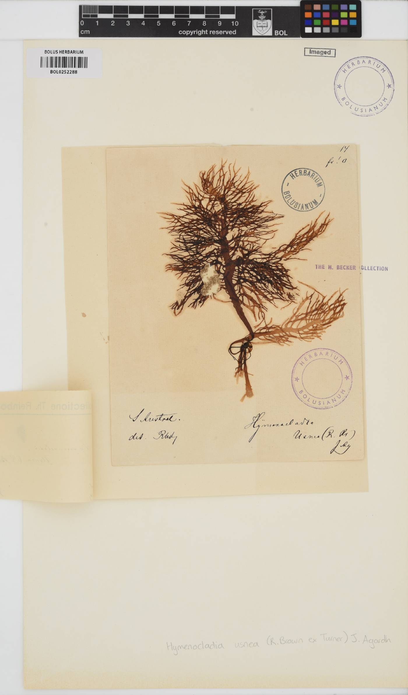 Hymenocladia usnea image
