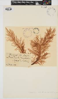 Hymenocladia usnea image