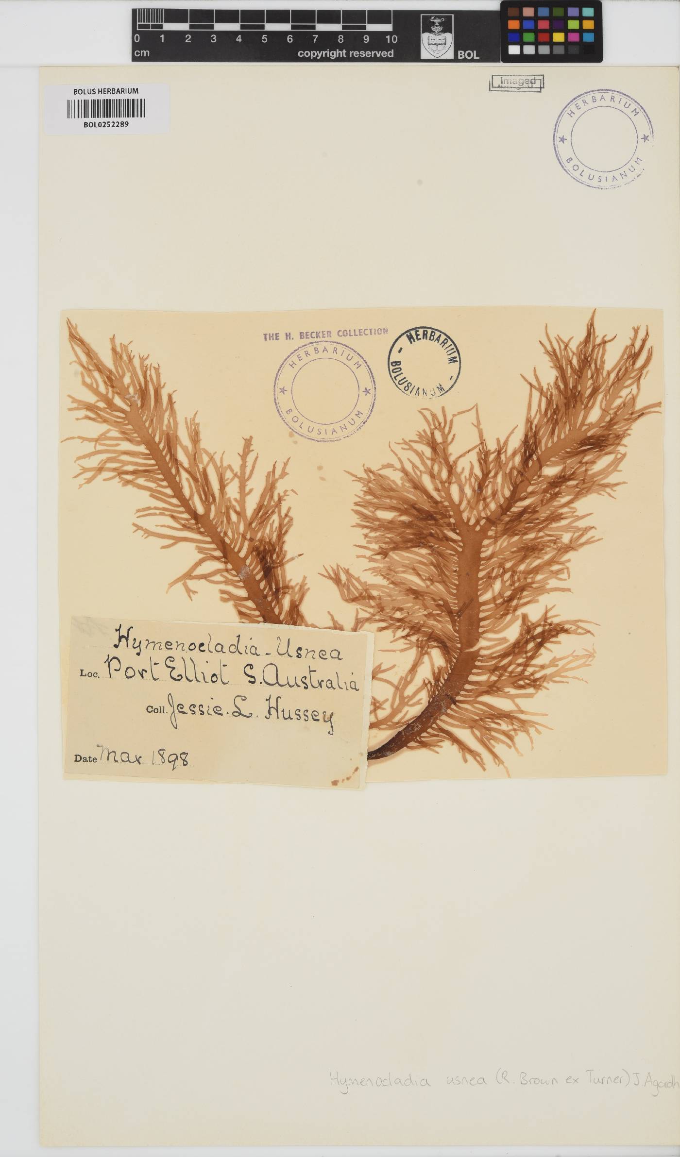 Hymenocladia usnea image