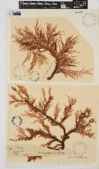 Hymenocladia usnea image