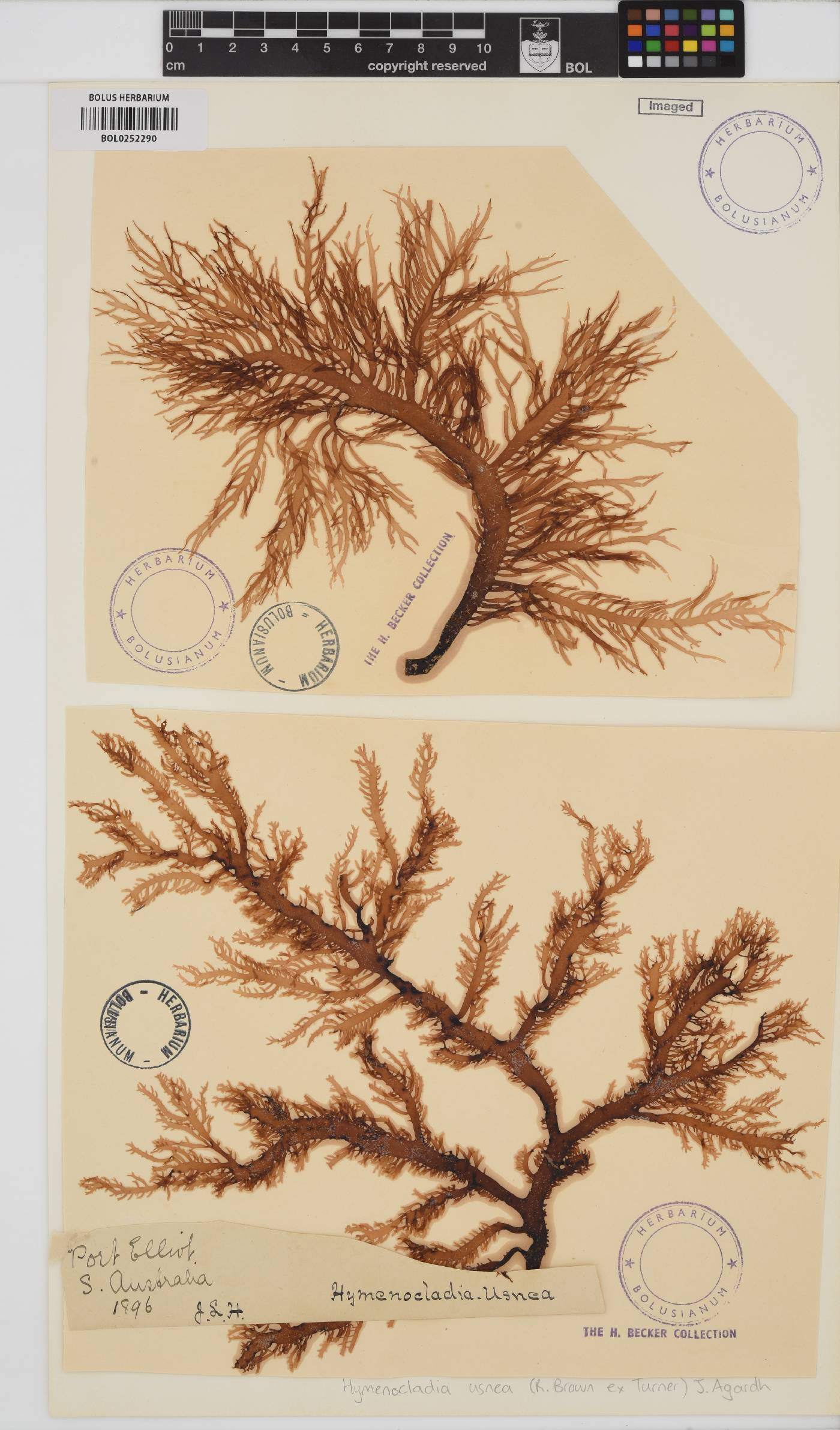 Hymenocladia usnea image