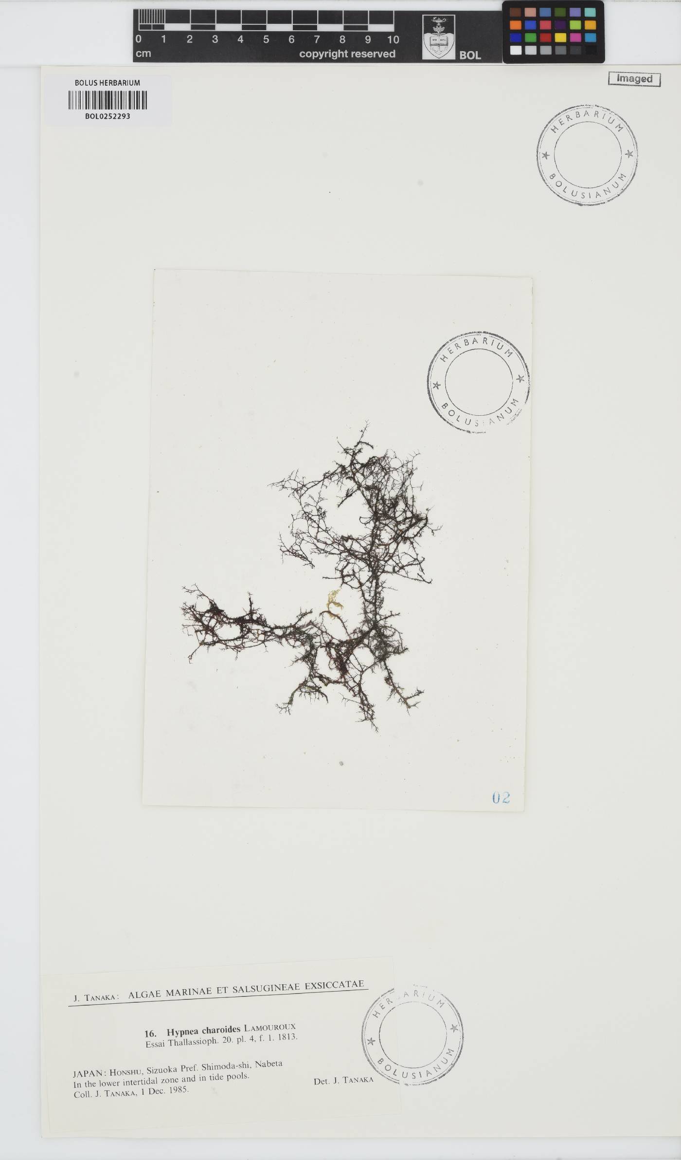 Hypnea charoides image