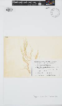 Hypnea charoides image