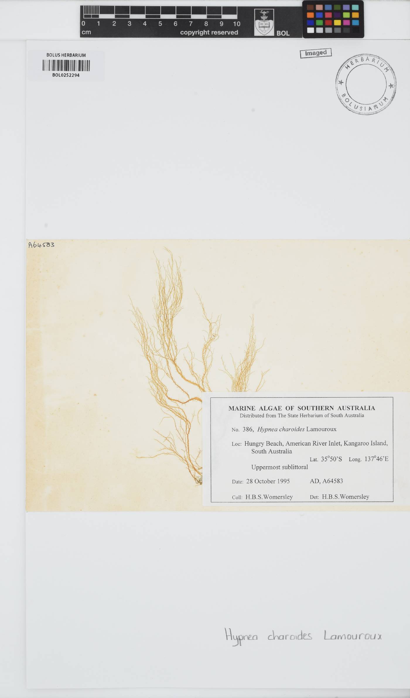 Hypnea charoides image