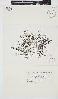 Image of Hypnea japonica