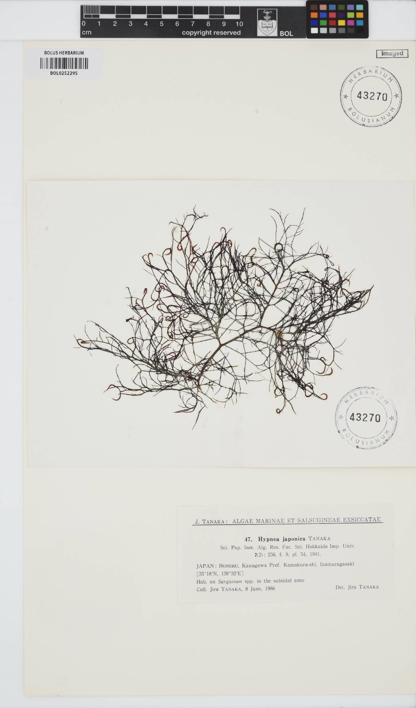 Hypnea japonica image