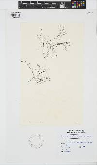 Hypnea musciformis image