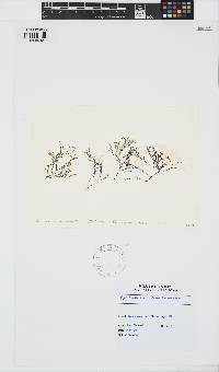 Hypnea musciformis image