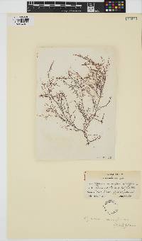 Hypnea musciformis image