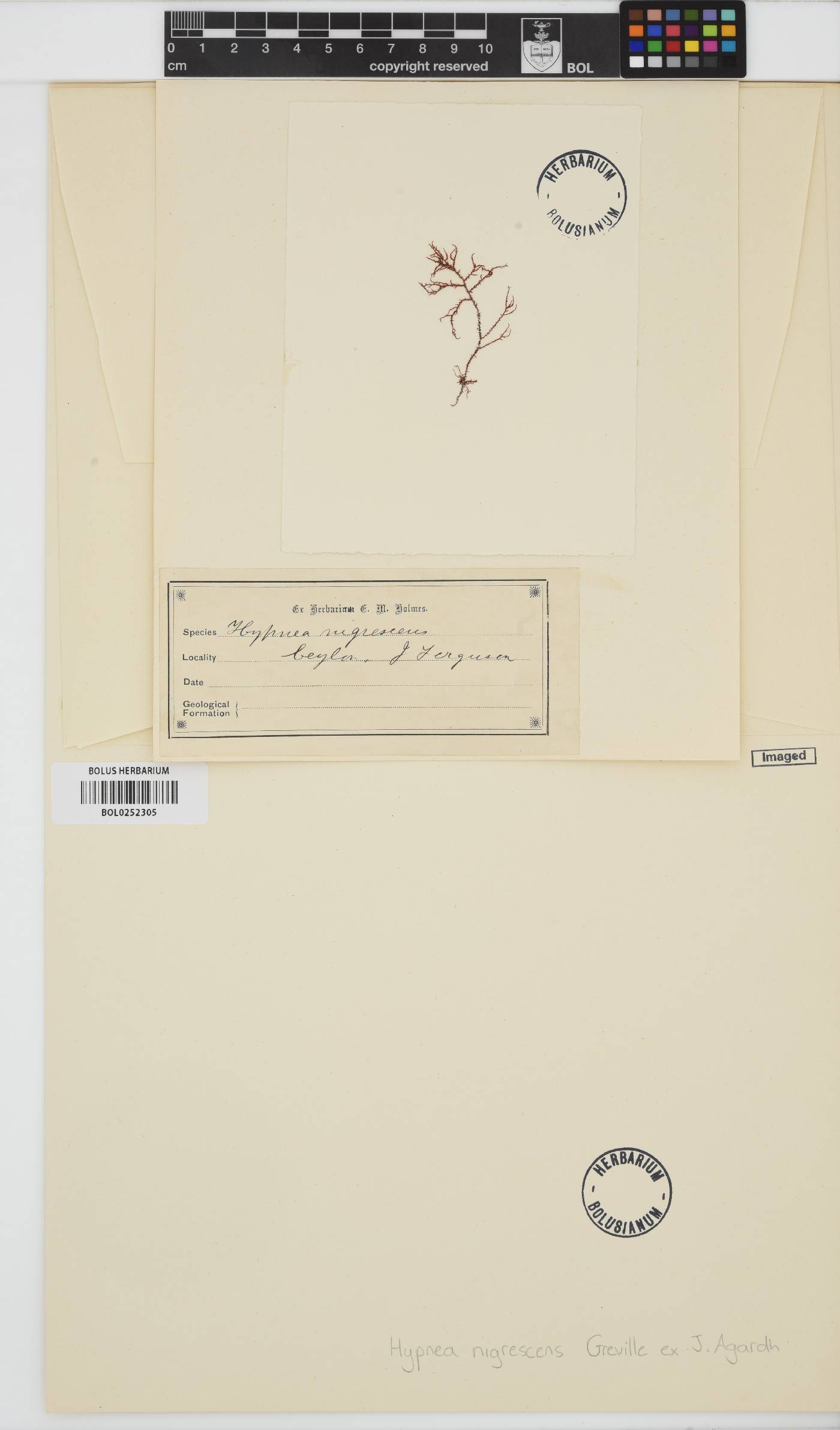 Hypnea nigrescens image
