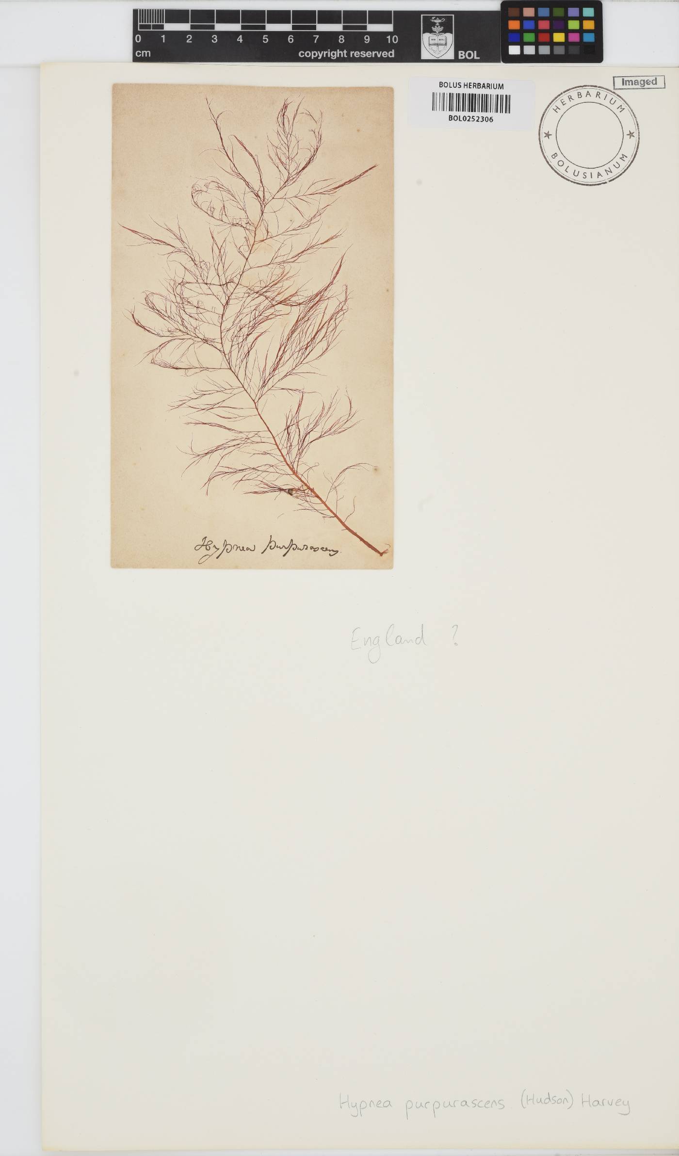 Cystoclonium purpureum image