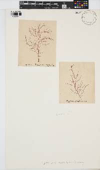Cystoclonium purpureum image