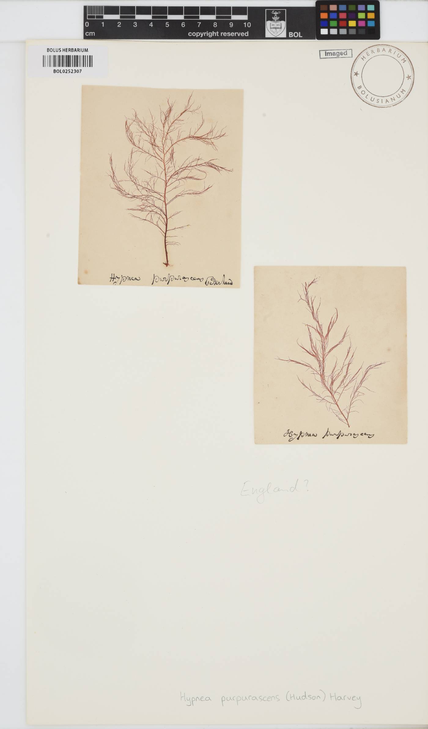 Cystoclonium image