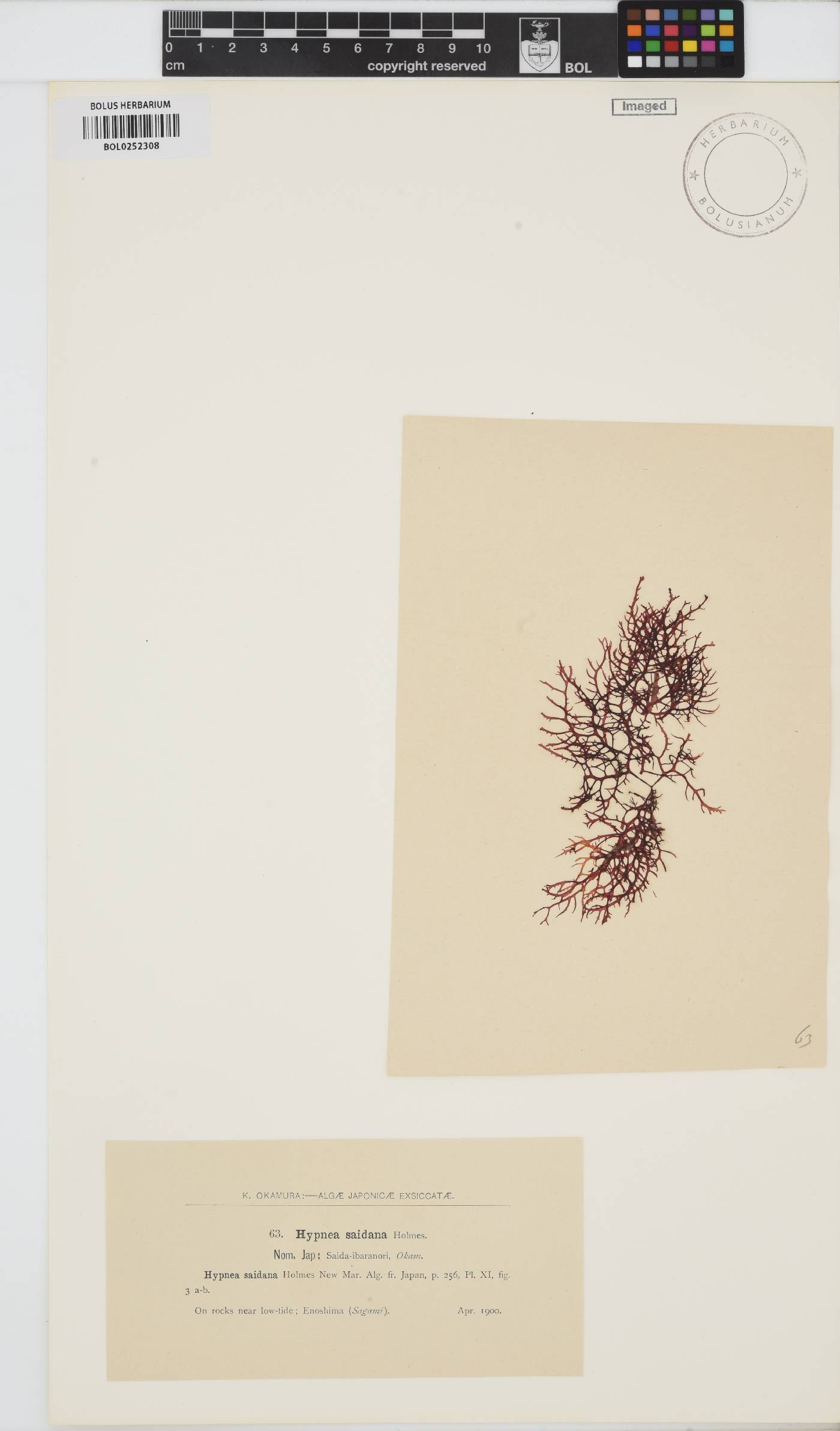 Calliblepharis saidana image