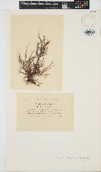 Hypnea charoides image