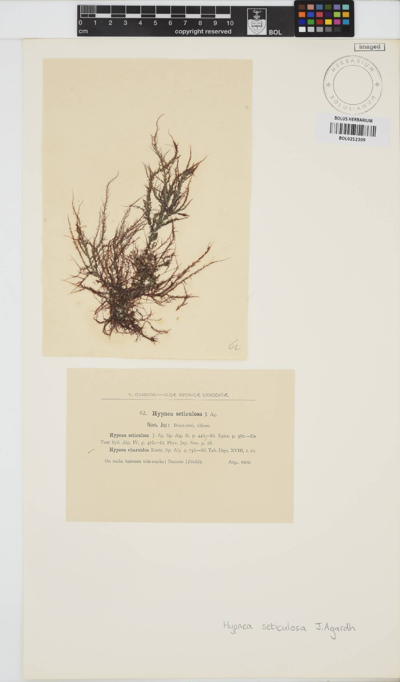 Hypnea charoides image