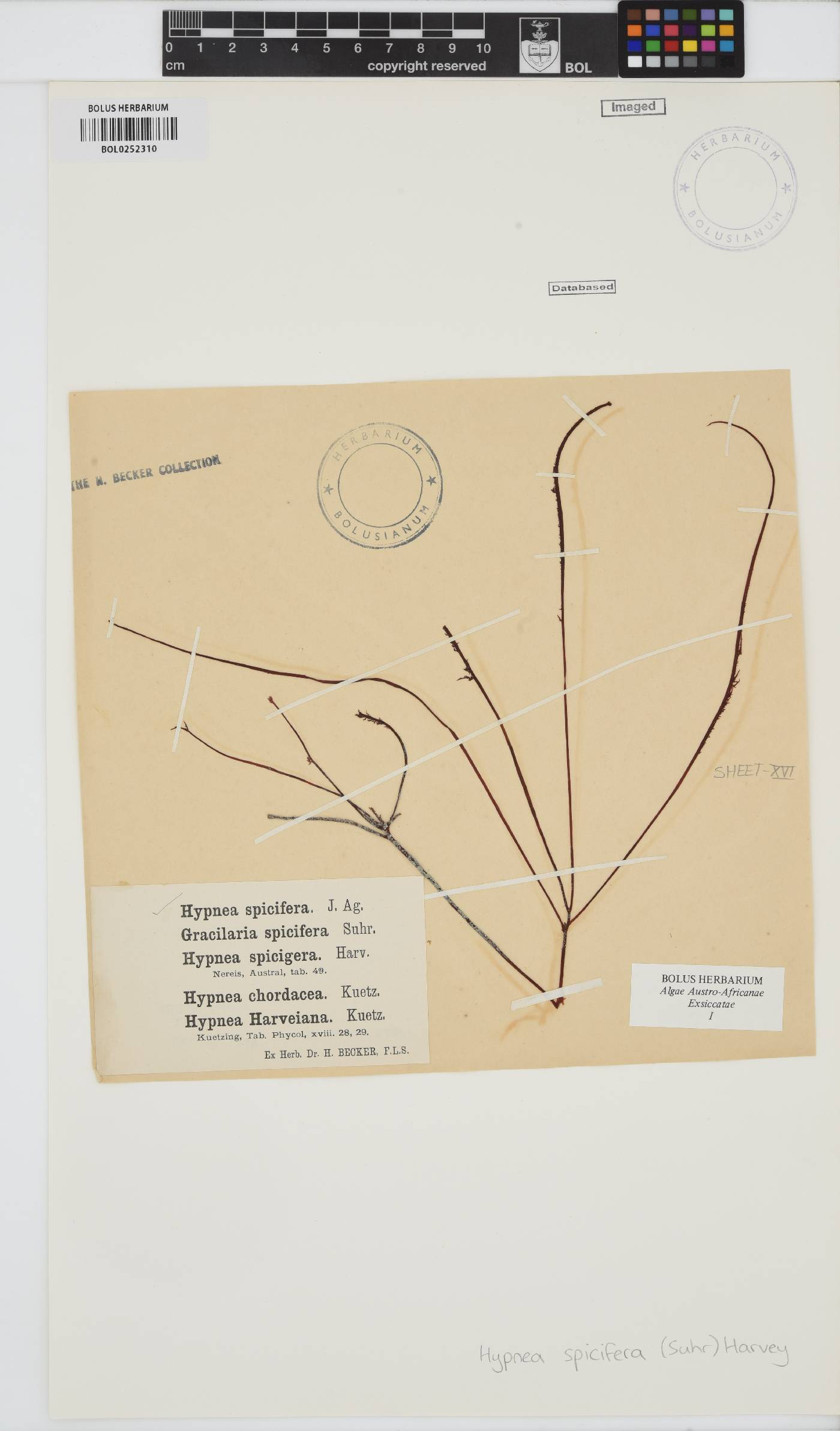 Hypnea spicifera image
