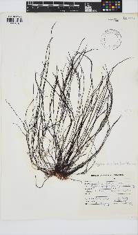 Hypnea spicifera image