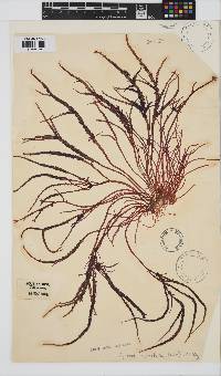 Hypnea spicifera image