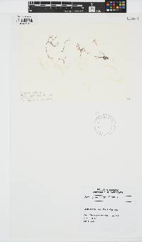 Image of Hypnea spinella