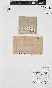 Image of Hypoglossum imperfectum