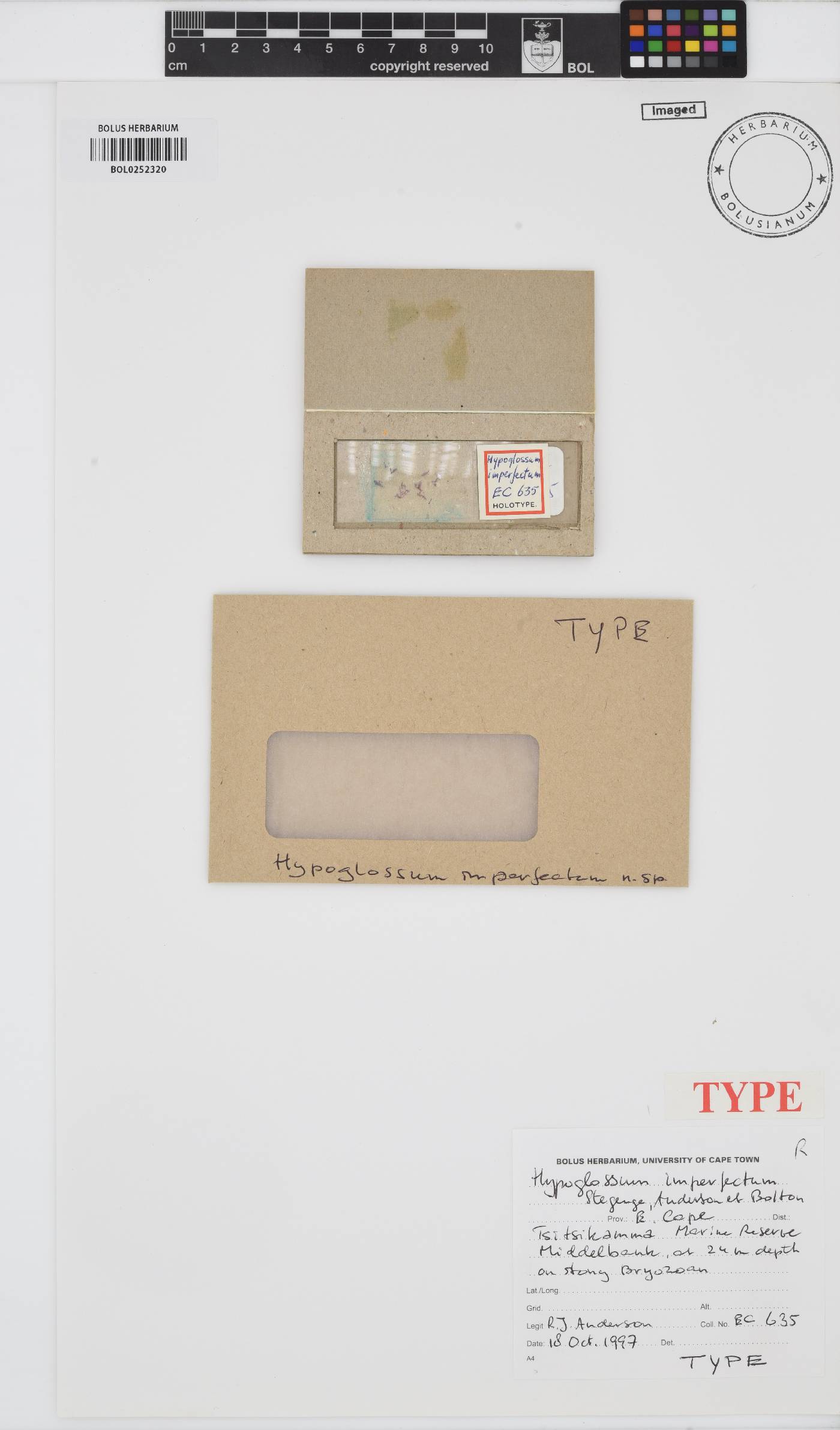 Hypoglossum imperfectum image
