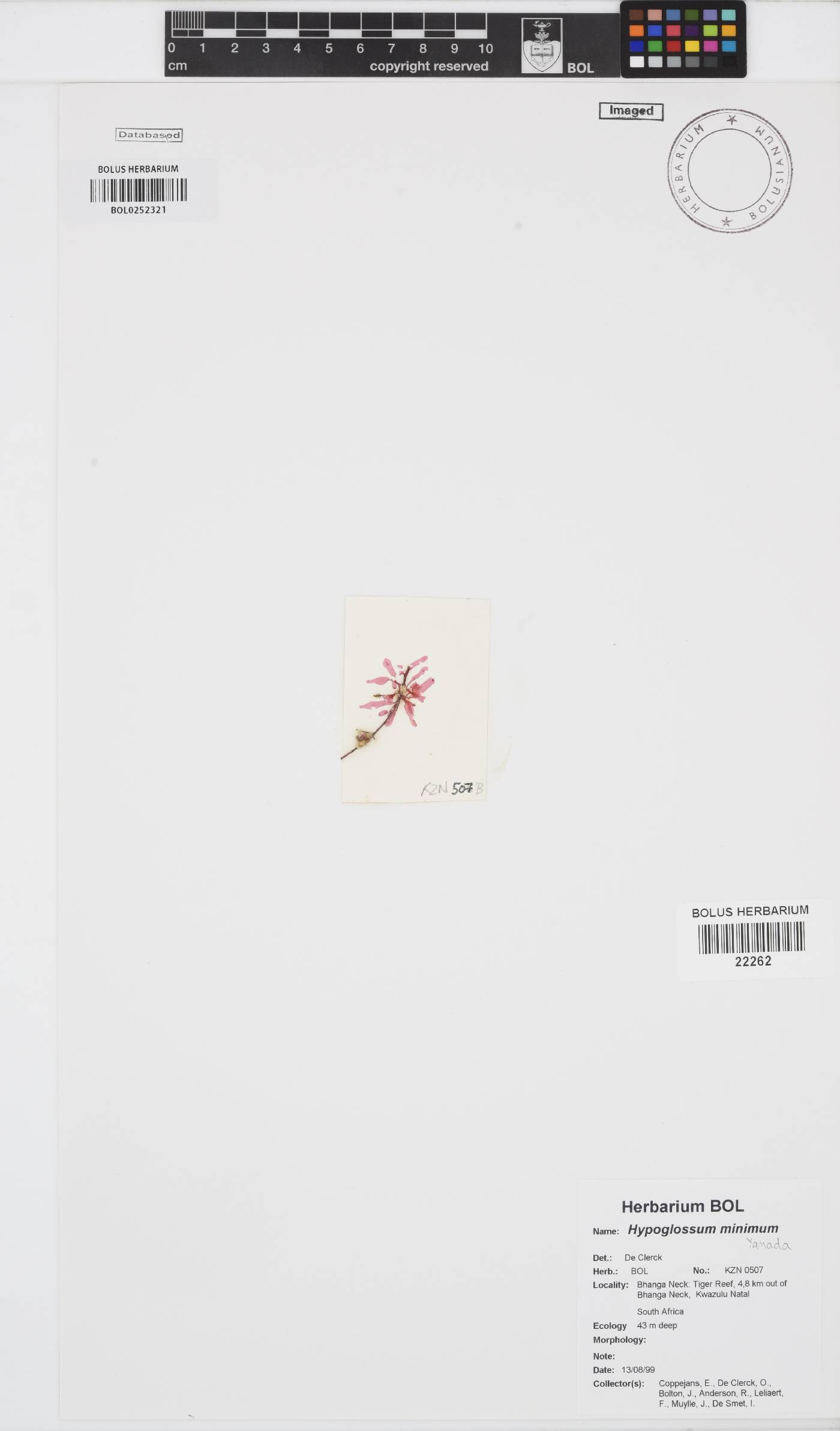 Hypoglossum minimum image