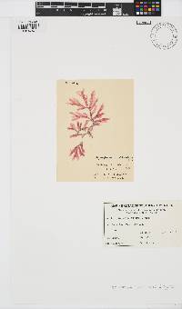 Image of Hypoglossum protendens