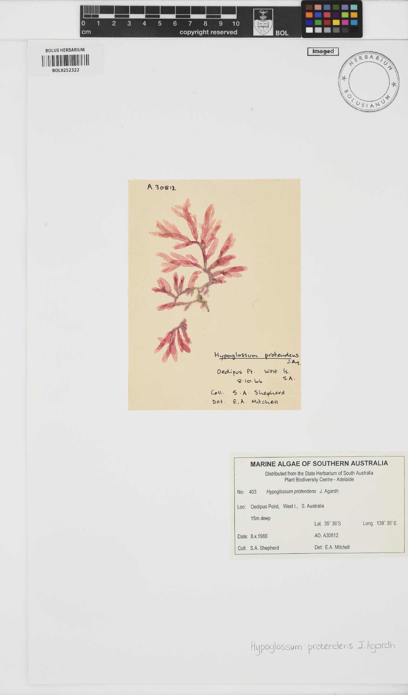 Hypoglossum protendens image